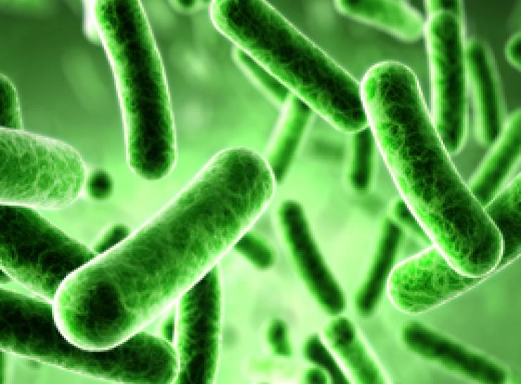 Illustration of bacteria (Shutterstock) 
