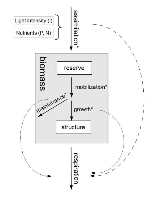 Schematic representation of the simple DEB-tox model for L. minor.