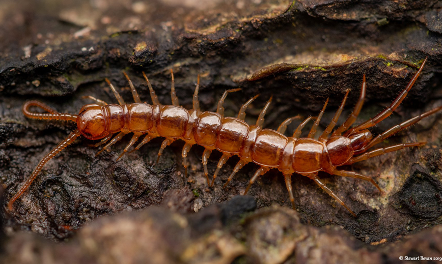 Lithobius forficatus, a common European centipede. Photo by Stewart Bevan