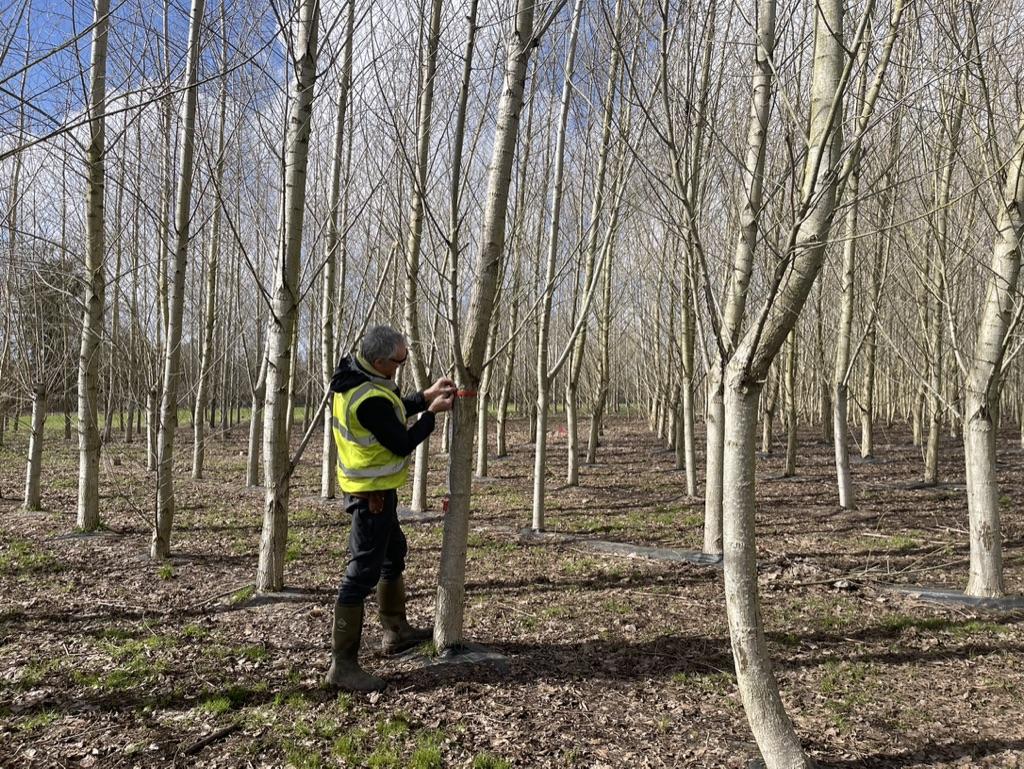 man measuring a tree
