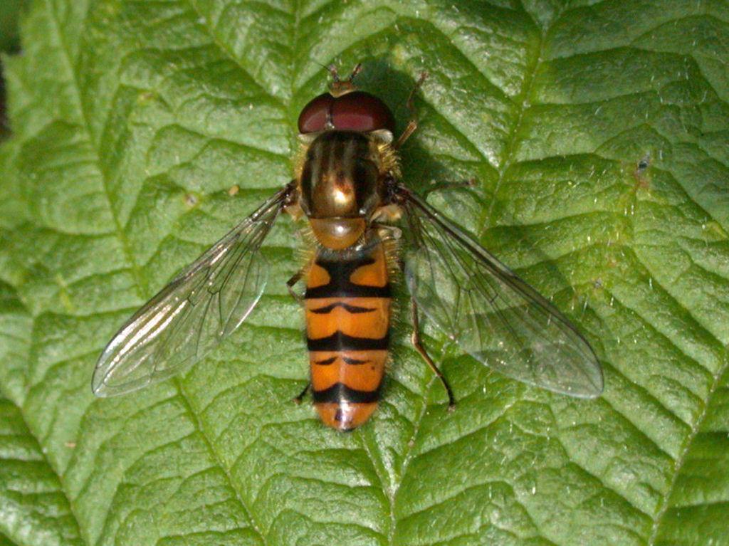 Marmalade hoverfly   Photo: Keith Edkins, CC BY-SA 3.0