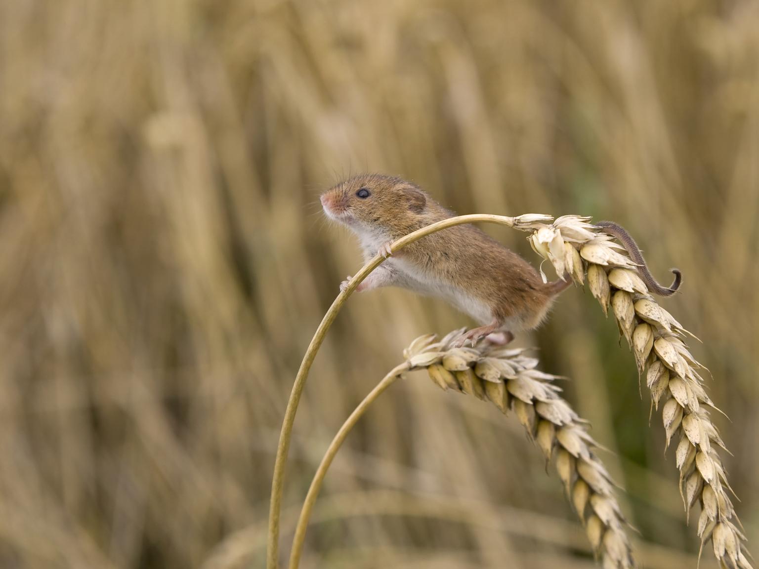 Harvest mouse  Photo: Roy Rimmer