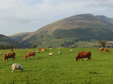 Cattle and sheep grazing