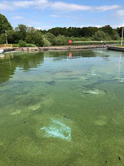 Algal bloom on lake water