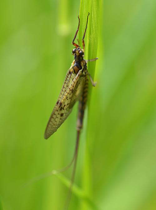 Green drake mayfly