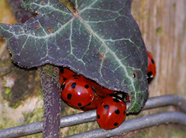 7-spot ladybirds overwintering under leaves