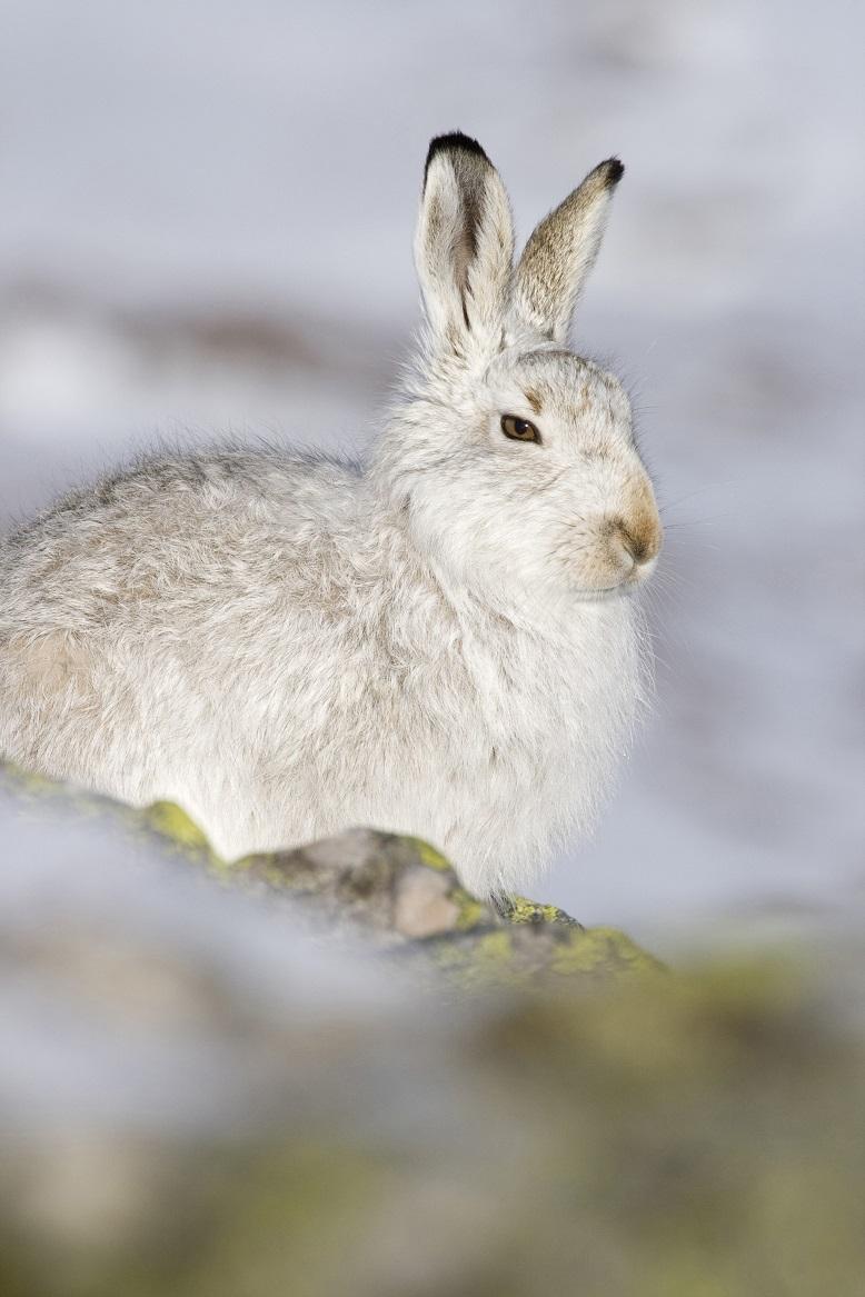 Mountain hares turn white in winter    Picture: Tom Marshall/RSPB