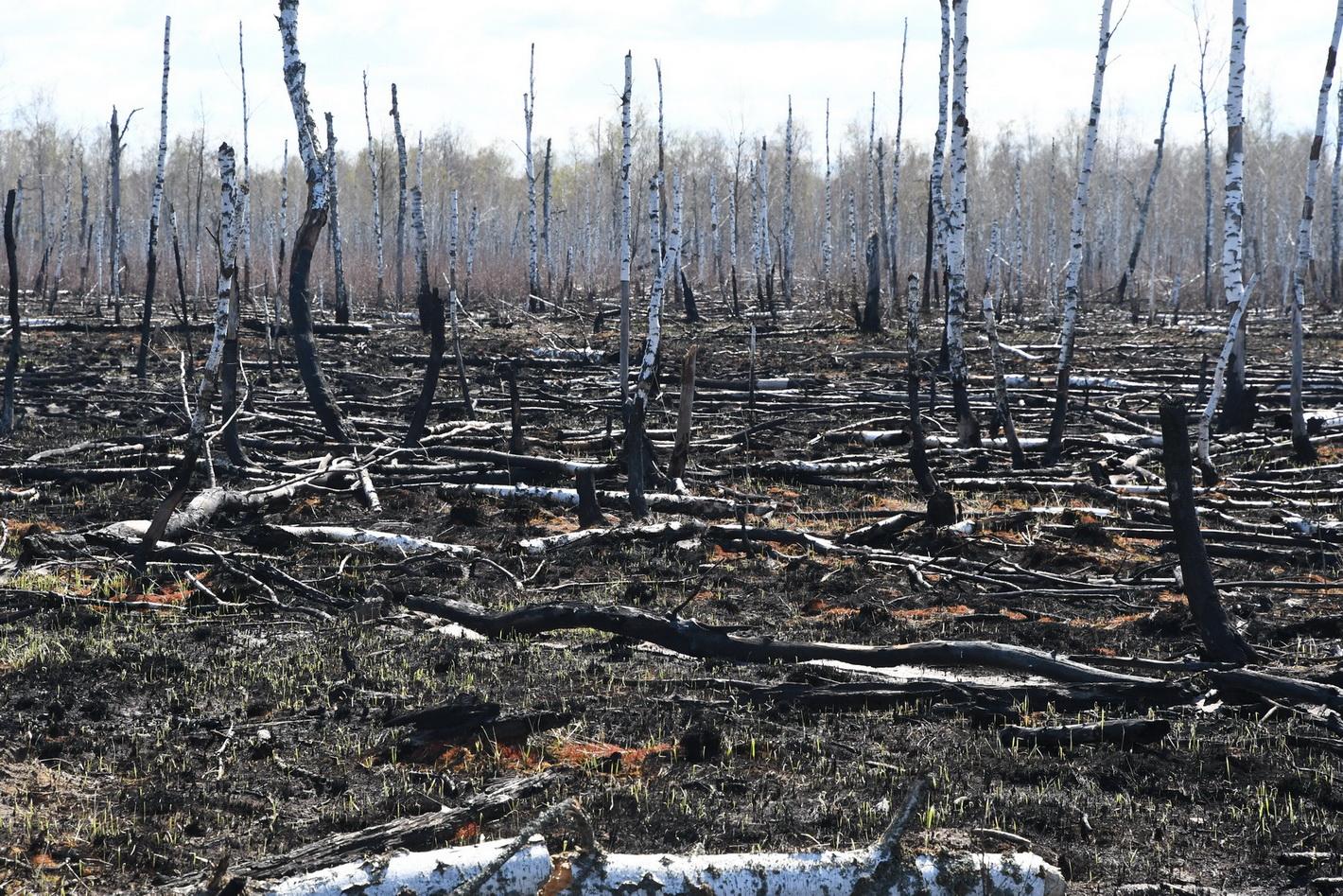 Red Forest 22 April 2020 after fires Picture: Sergey Gashchak, Chornobyl Center