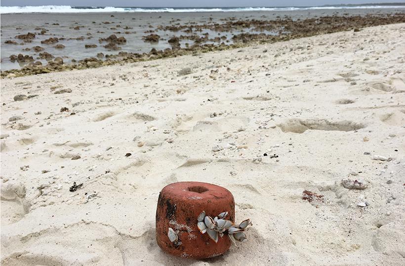 Goose barnacles on marine debris on Diego Garcia, British Indian Ocean Territory