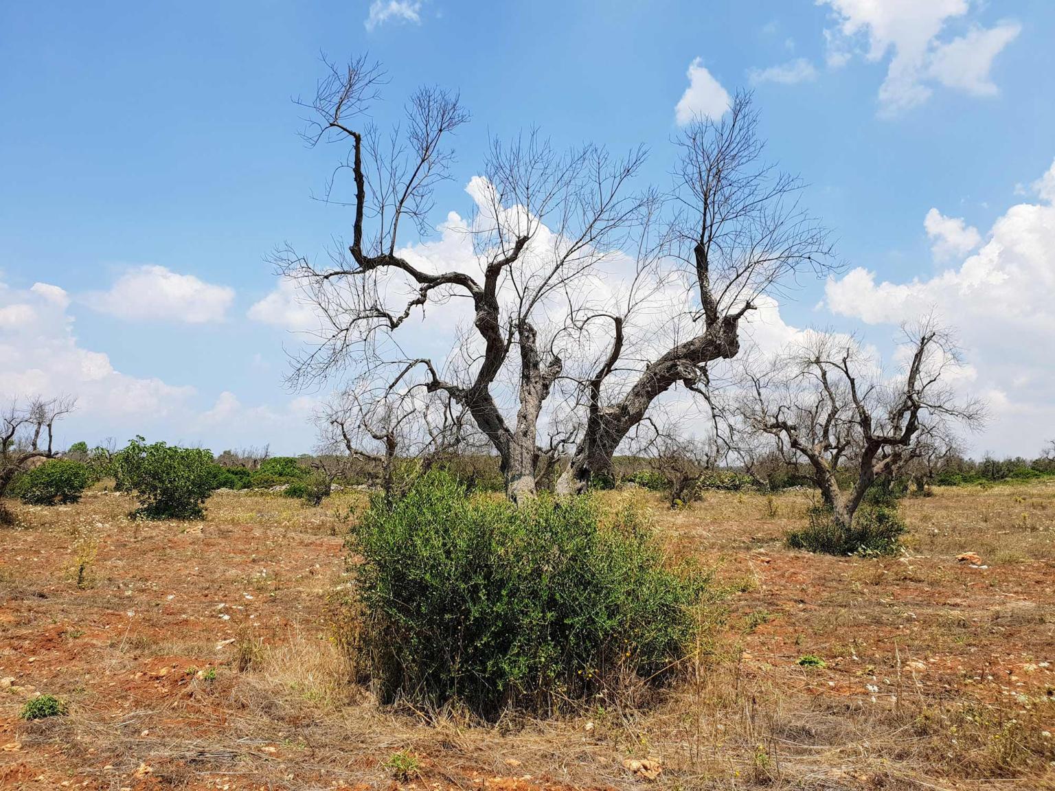 An olive tree damaged by Xylella fastidiosa in Puglia, Italy
