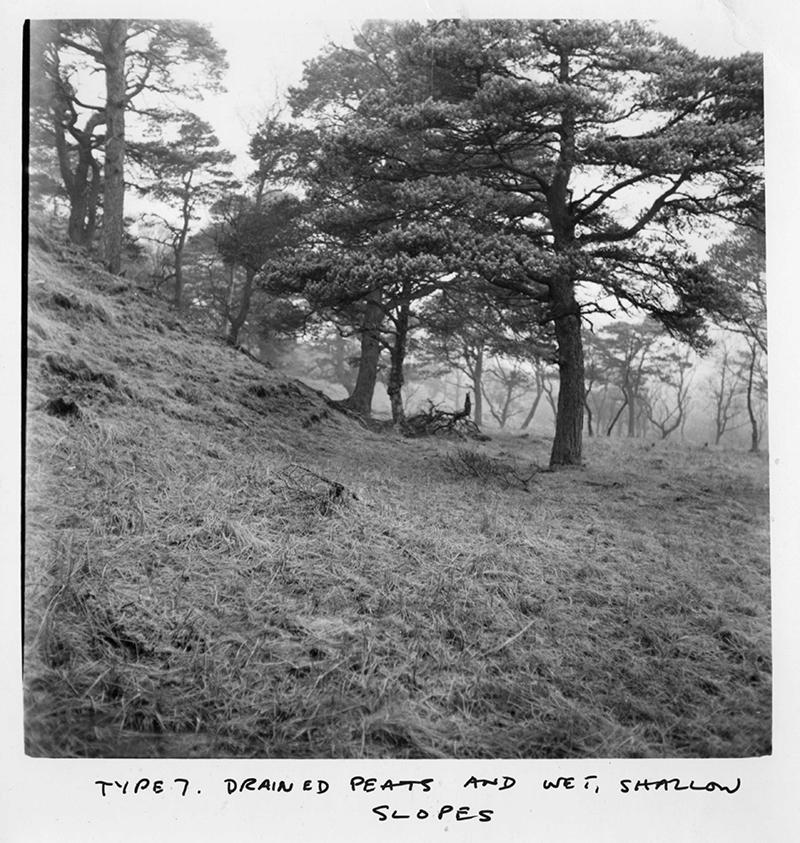 Black and white photo of a pine tree on a slope