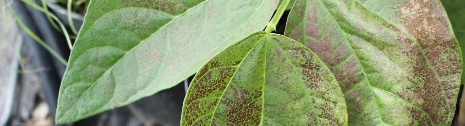 Centre for Ecology & hydrology - ICP ozone damage on bean plant