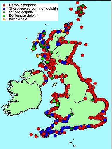 Location around UK of stranded cetaceans of different species