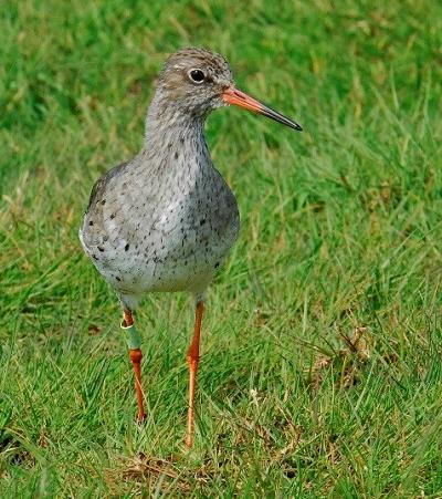 Redshank by Kevin Simmonds