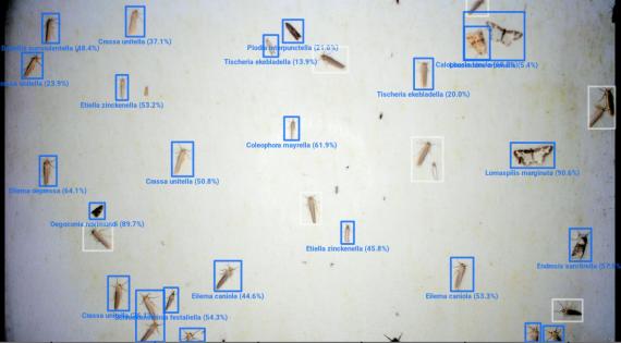 Screen showing many different moths and suggested identification