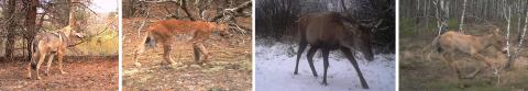 Wildlife pictured in the Chernobyl Exclusion Zone