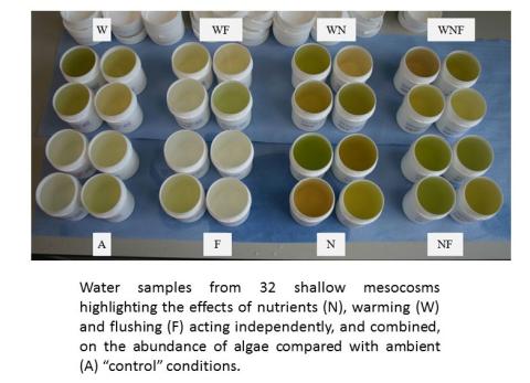 Water samples from the mesocosm experiment