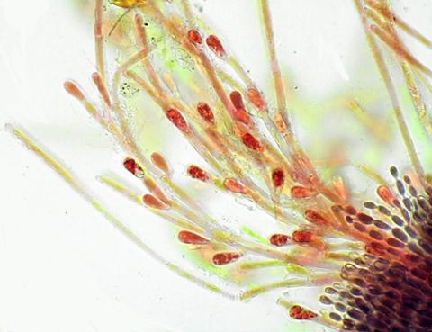 Balbiania investiens species of algae. Photo: Dr Chris Carter