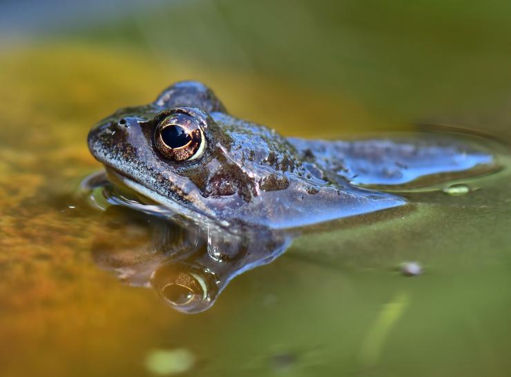 Common frog Photo: Pixabay