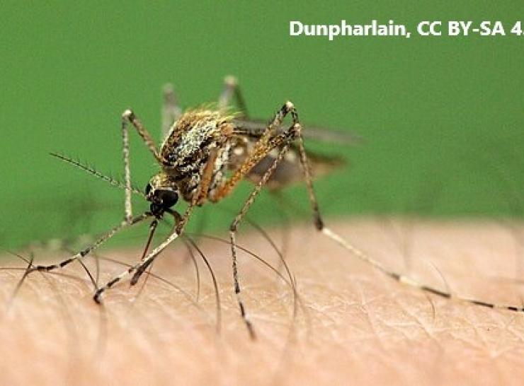 Mosquito. Photo: Dunpharlain CC BY-SA 4.0