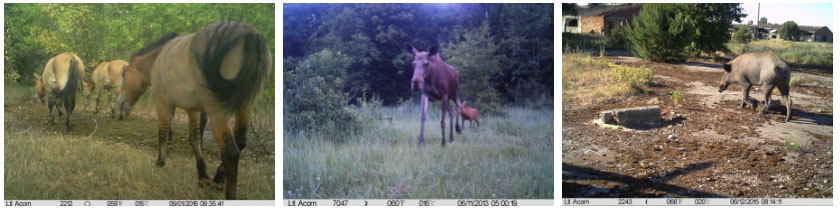 1. Przewalski's horses 2. Elk 3. Wild boar