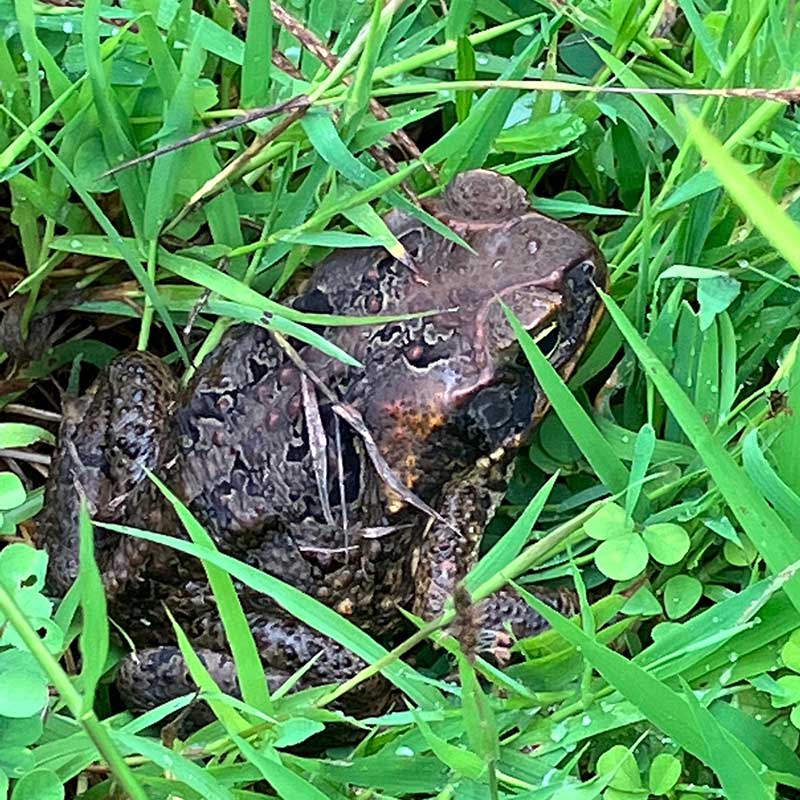 Cane toad on Diego Garcia. Photo: Jodey Peyton