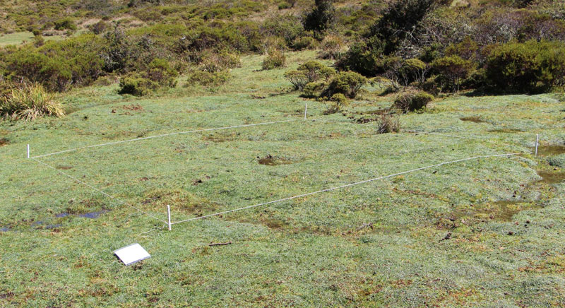 5m quadrat and vegetation survey observation