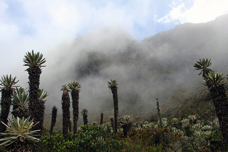 Páramos are unique and highly diverse high mountain grassland-peatland biomes found in the Northern Andean regions (Photo © Mauricio Diazgranados, Royal Botanic Gardens Kew)