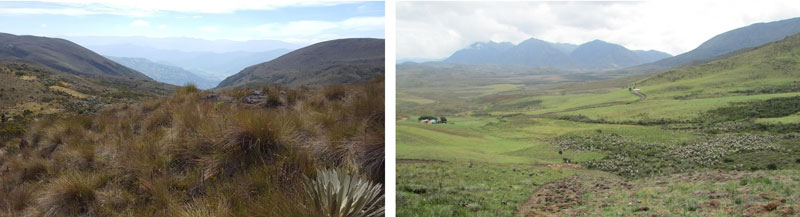 Paramo landscape