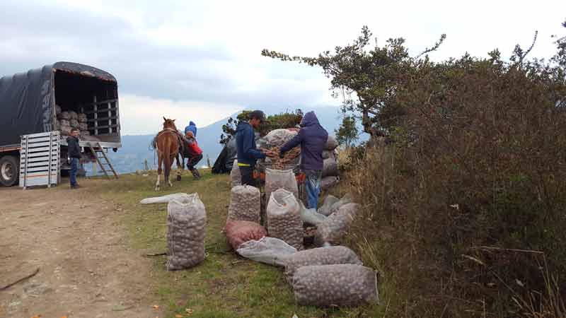 Potato harvest in the Paramo