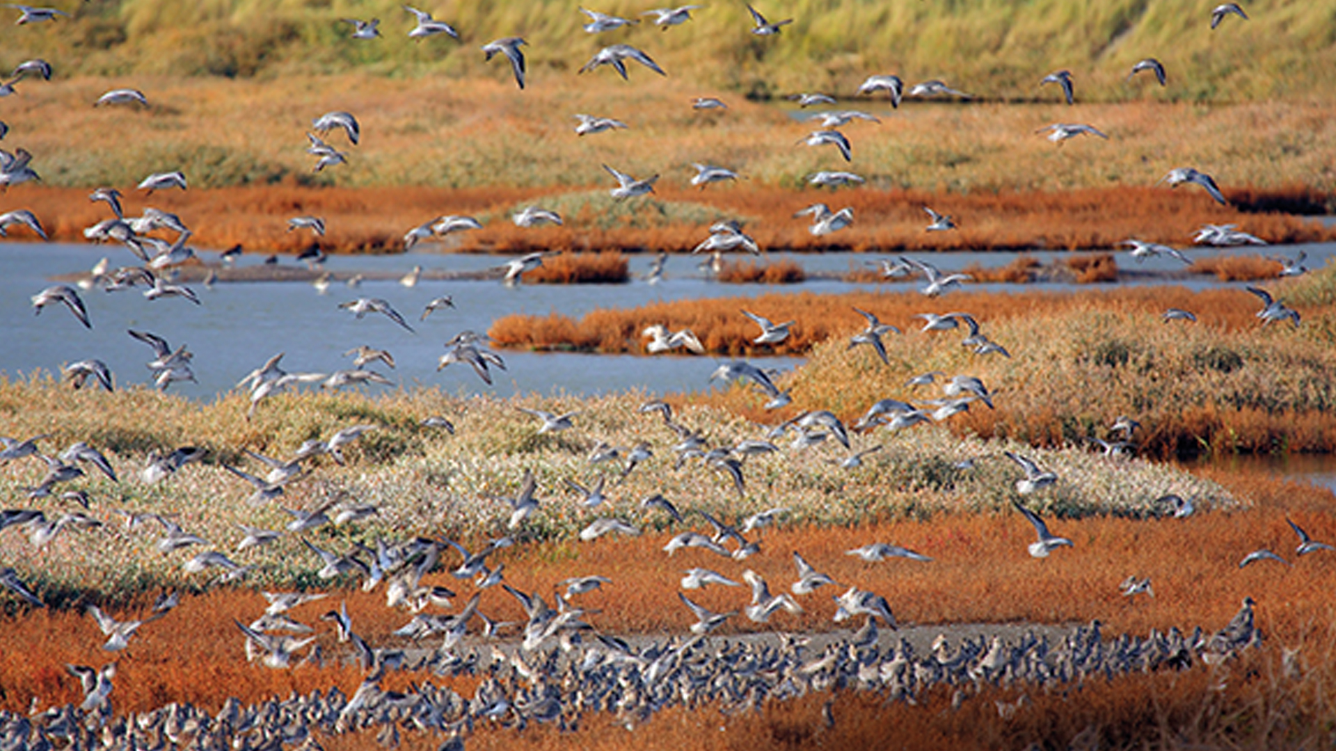 The restoration of the saltmarsh at Tollesbury, Essex, involving UKCEH scientists, was one of the first such projects undertaken in the UK.