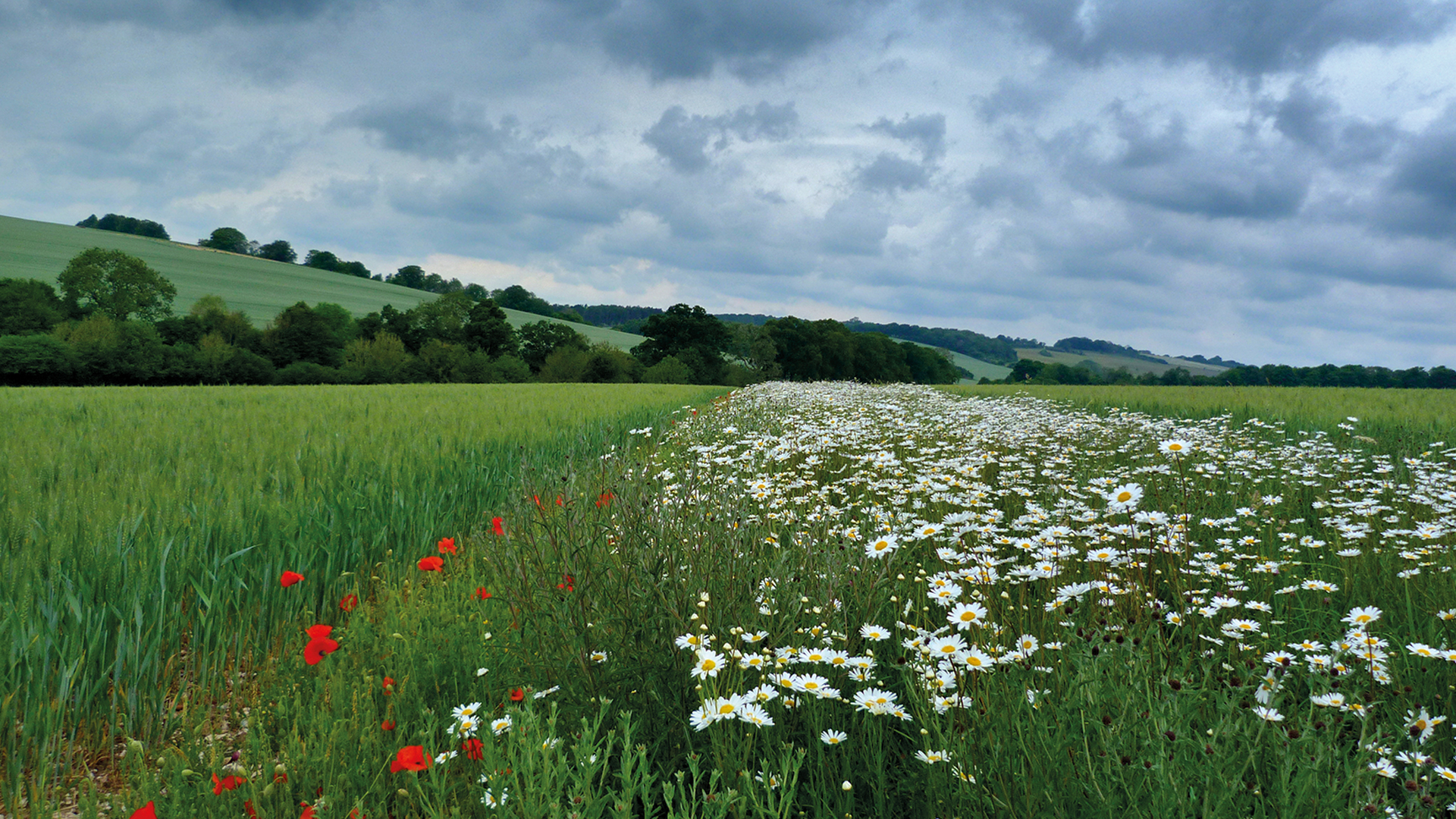 Hillesden Farm ©Lucy Hulmes, UKCEH