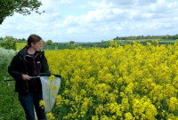 ASSIST Hillesden bee survey