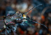ASSIST Hillesden Beetle