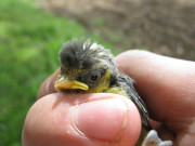 ASSIST Hillesden Blue Tit