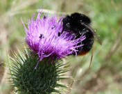 ASSIST Hillesden Bumble bee