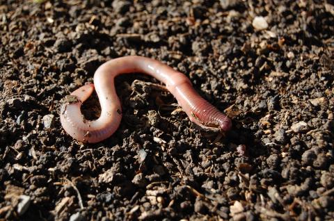 Earthworm