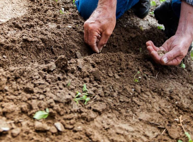 Soil Photo: StockSnap from Pixabay