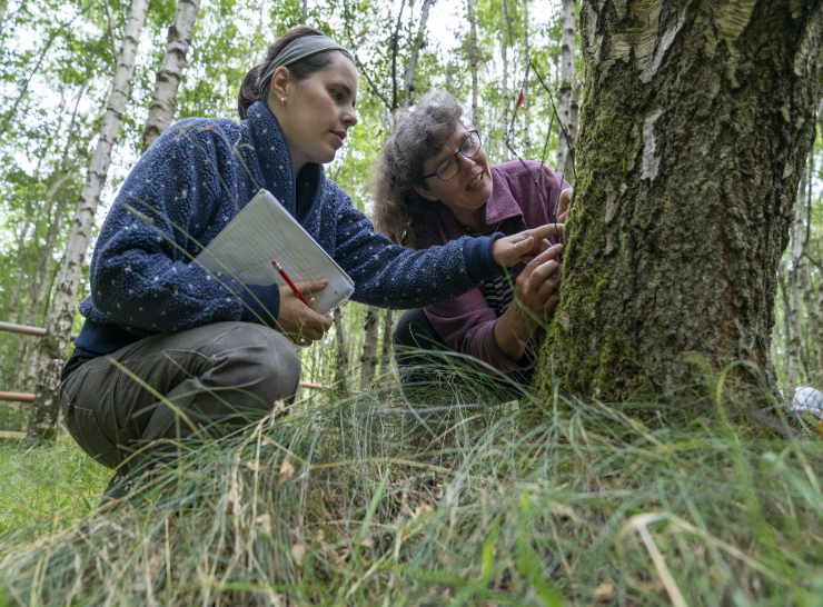 lichen survey