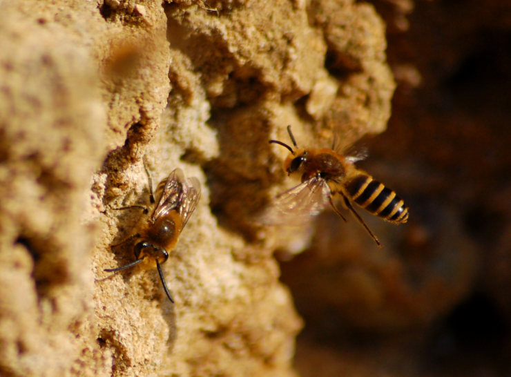 bees