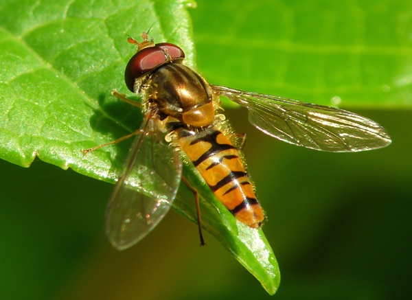 The Marmalade hoverfly is one of the 5 insects we're focusing on at this year's stand. The Marmalade hoverfly is one of the 5 insects we're focusing on at this year's stand.
