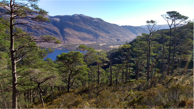 Forest, mountains and lake. Photo by Stephen Cavers Forest, mountains and lake
