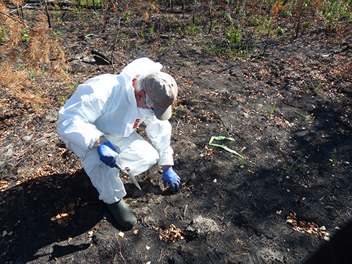 Prof Nick Beresford in the Red Forest, Chernobyl in September 2016 Prof Nick Beresford in the Red Forest, Chernobyl in September 2016