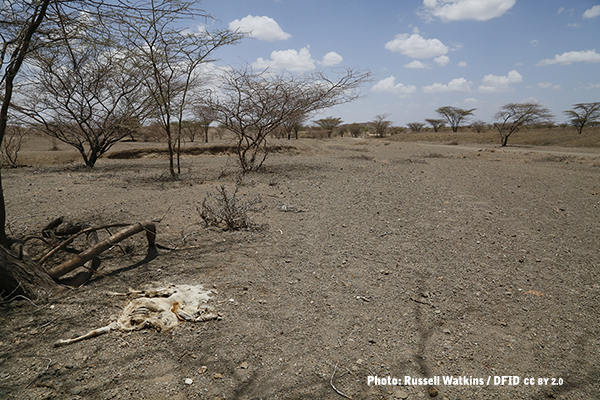 Animal remains on a dry river bed in Kenya. Photo: Russell Watkins/DFID Animal remains on a dry river bed in Kenya