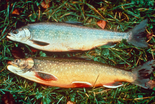 Pair of arctic charr