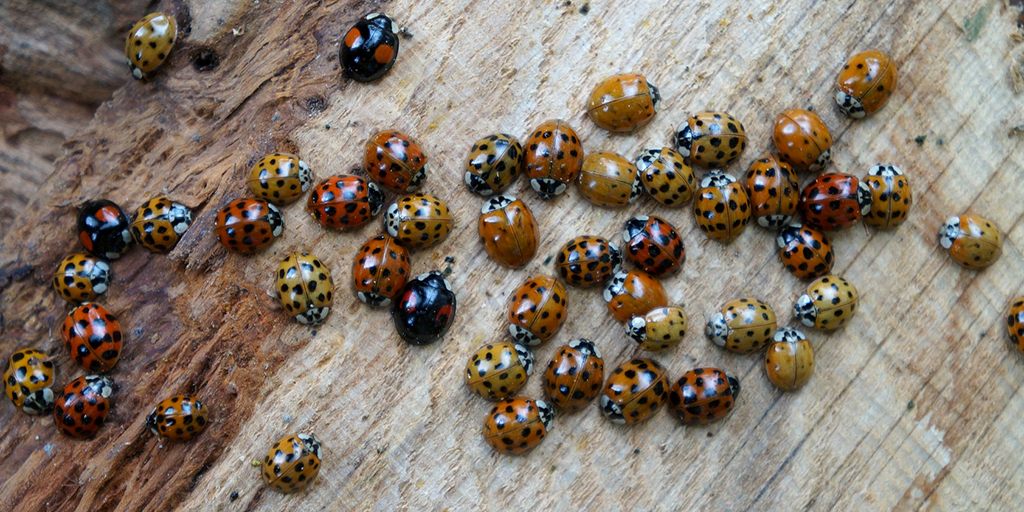Why do ladybirds enter homes in large numbers | UK Centre for Ecology ...