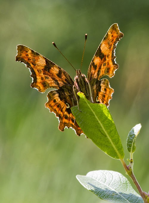 Comma butterfly Photo: Shutterstock Comma butterfly Photo: Shutterstock