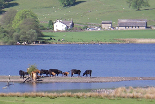 Cows by Esthwaite Water Cows by Esthwaite Water