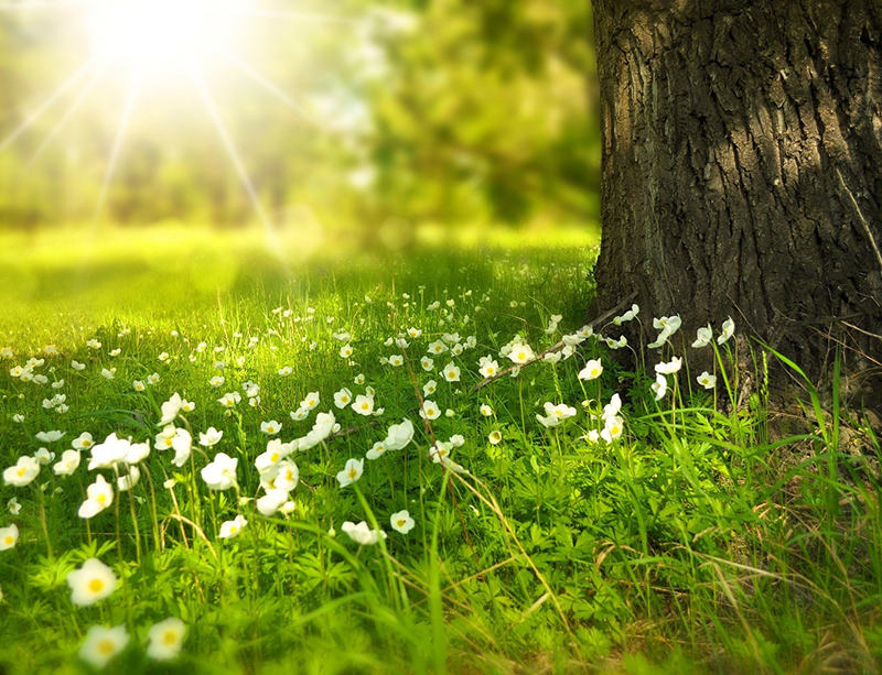 Springtime vegetation Springtime vegetation