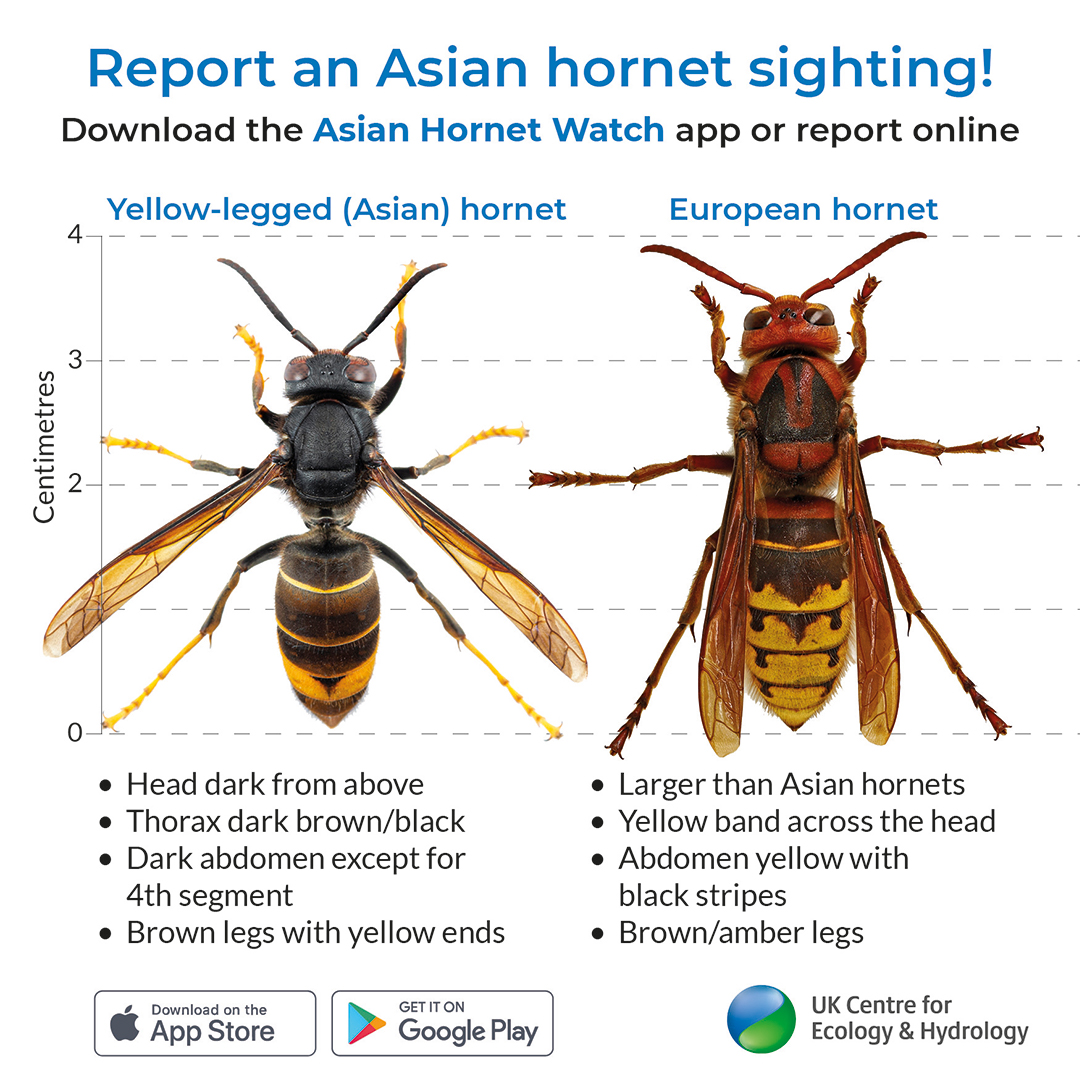 Report Yellow legged Asian Hornet Sightings UK Centre For Ecology 